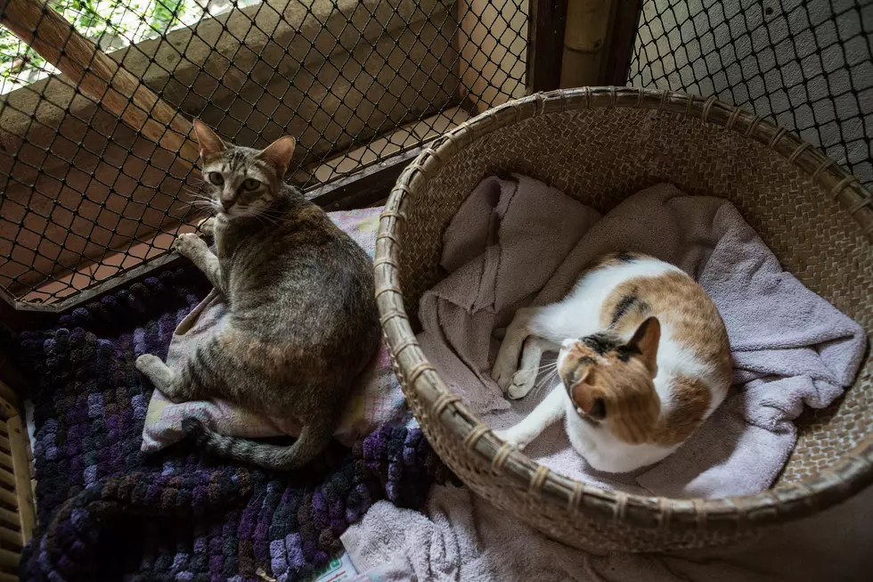 Jackson County Animal Shelter Suspends Cat Adoptions
