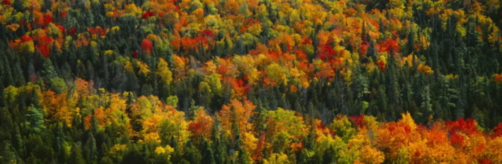 Ron Rademacher, Around Michigan