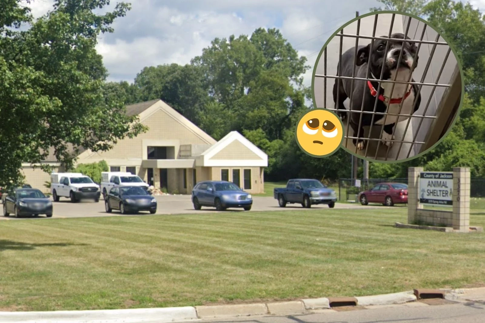 How Did This Many Stray Pups End Up At Jackson County Animal Shelter?